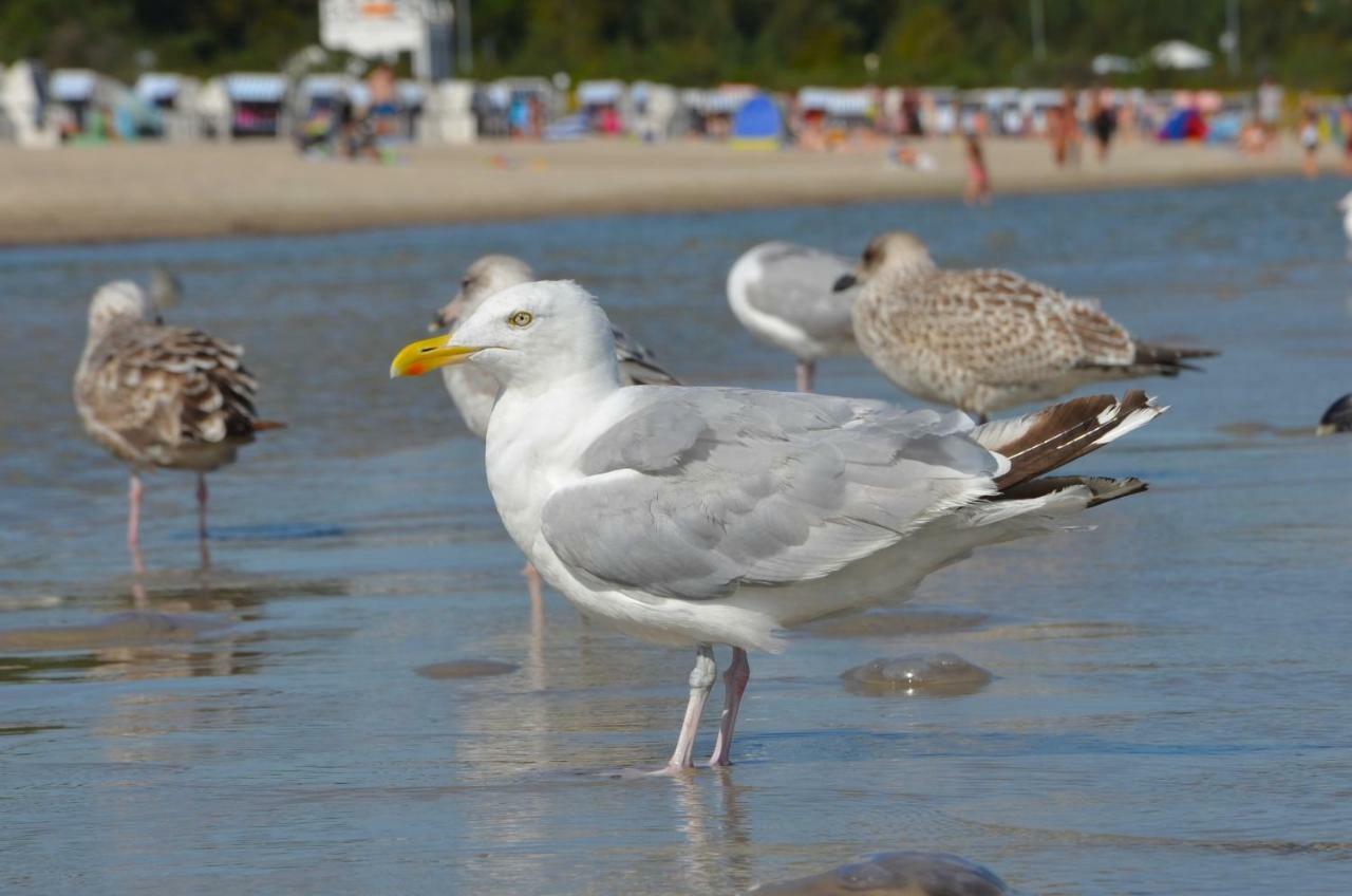 Strandvilla Waldhaus Boltenhagen Kültér fotó
